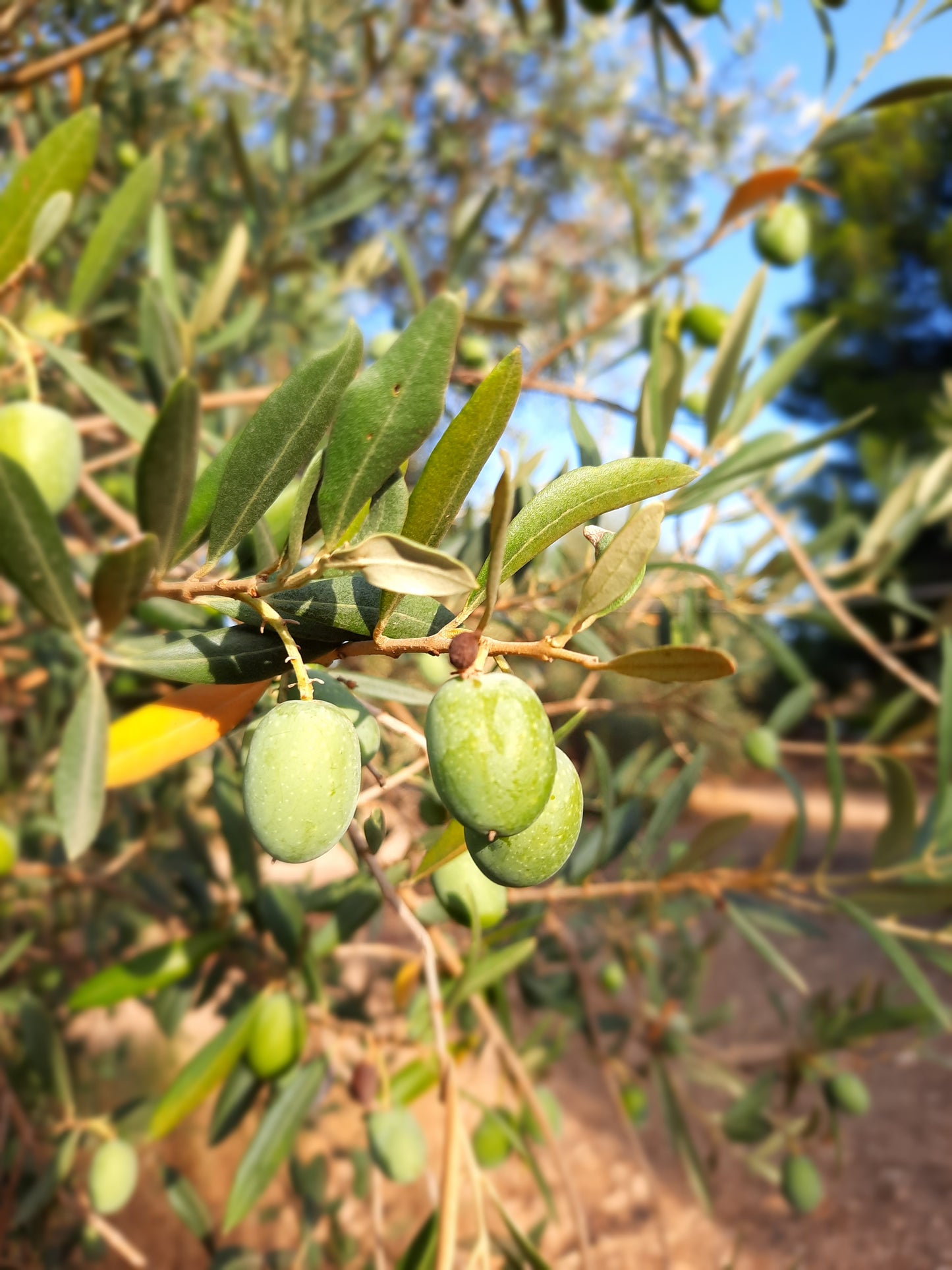 Quel Giorno cadeaubon